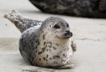 Carpinteria Committee Recommends Closing Access to Harbor Seal Rookery for Three Years